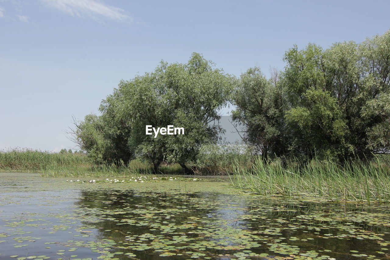 TREES BY LAKE AGAINST SKY