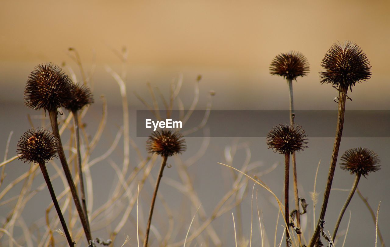 Close-up of wilted flower against sky during sunset