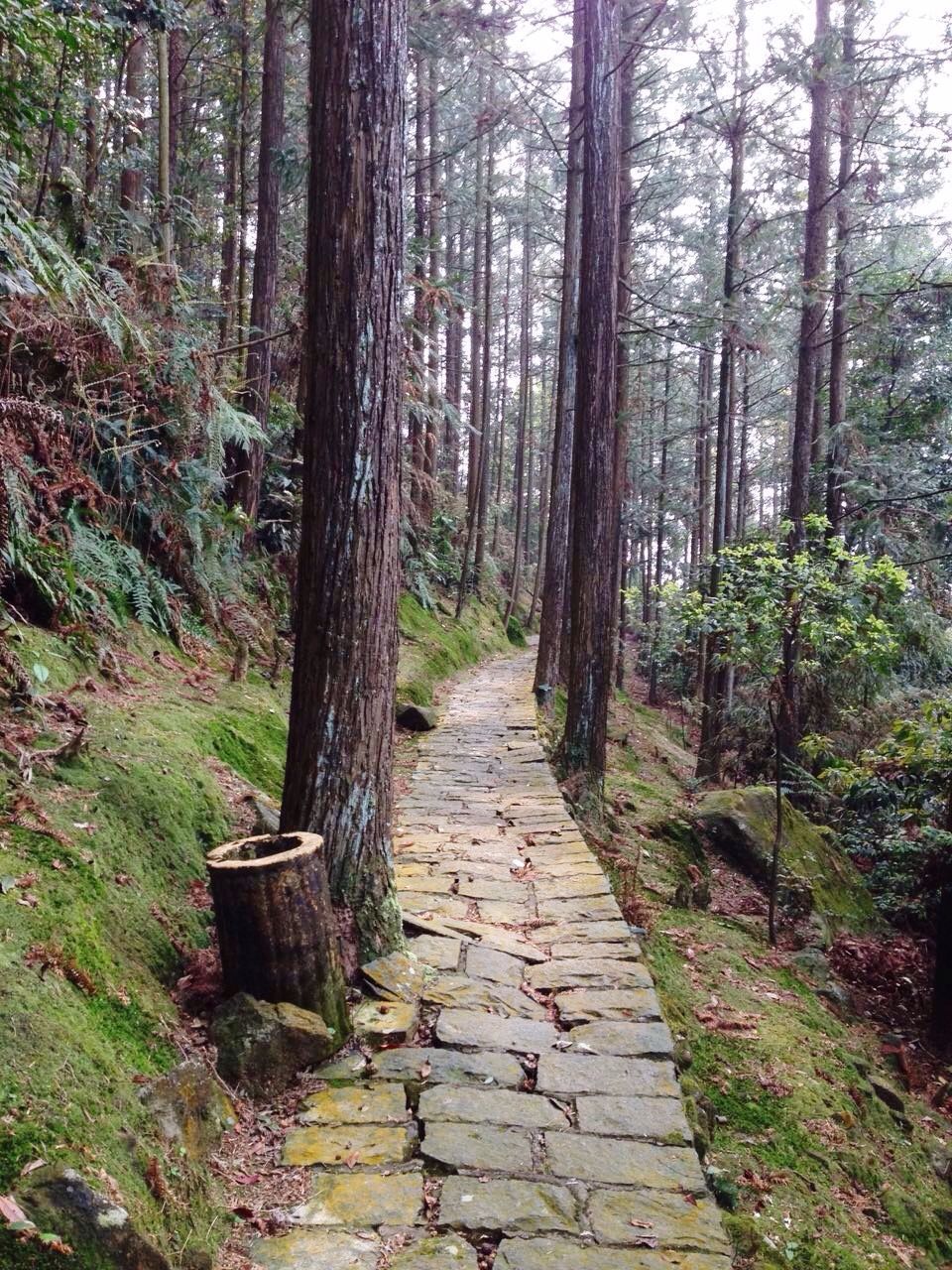 Pathway along trees in forest