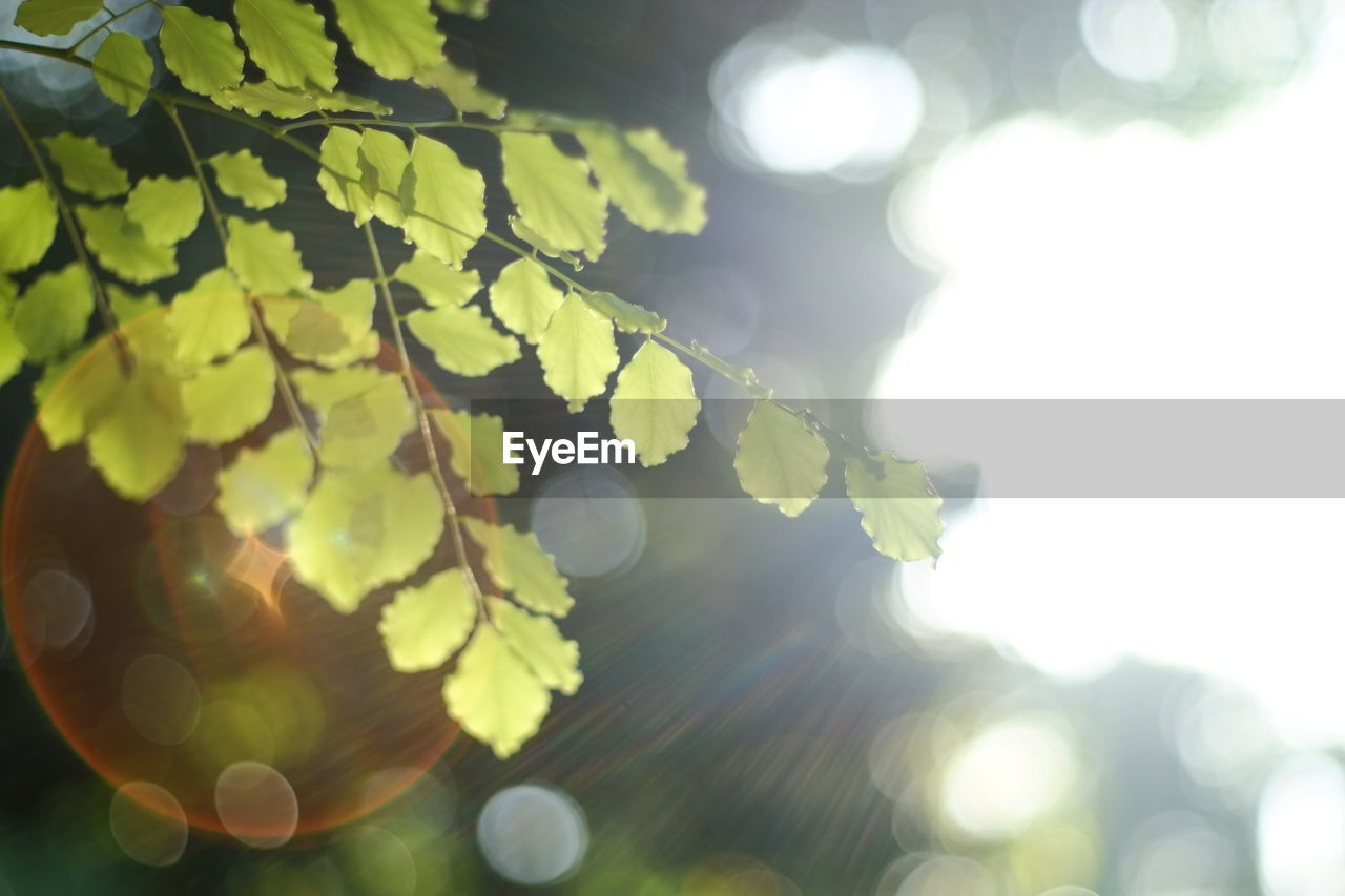 Low angle view of tree against sky