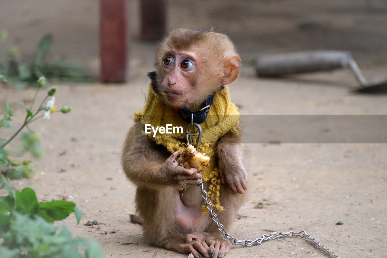 Chained up baby monkey