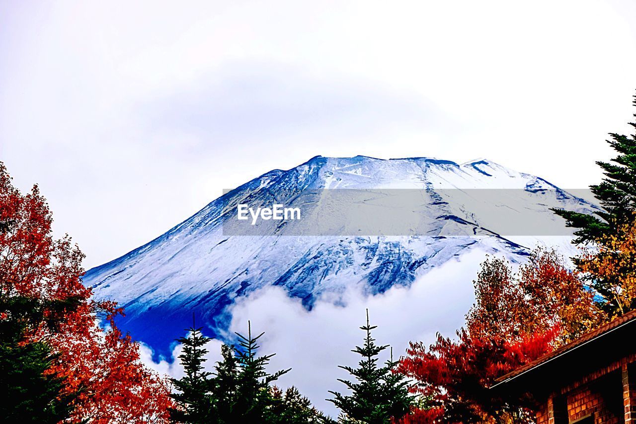 Low angle view of snowcapped mountain and autumn trees
