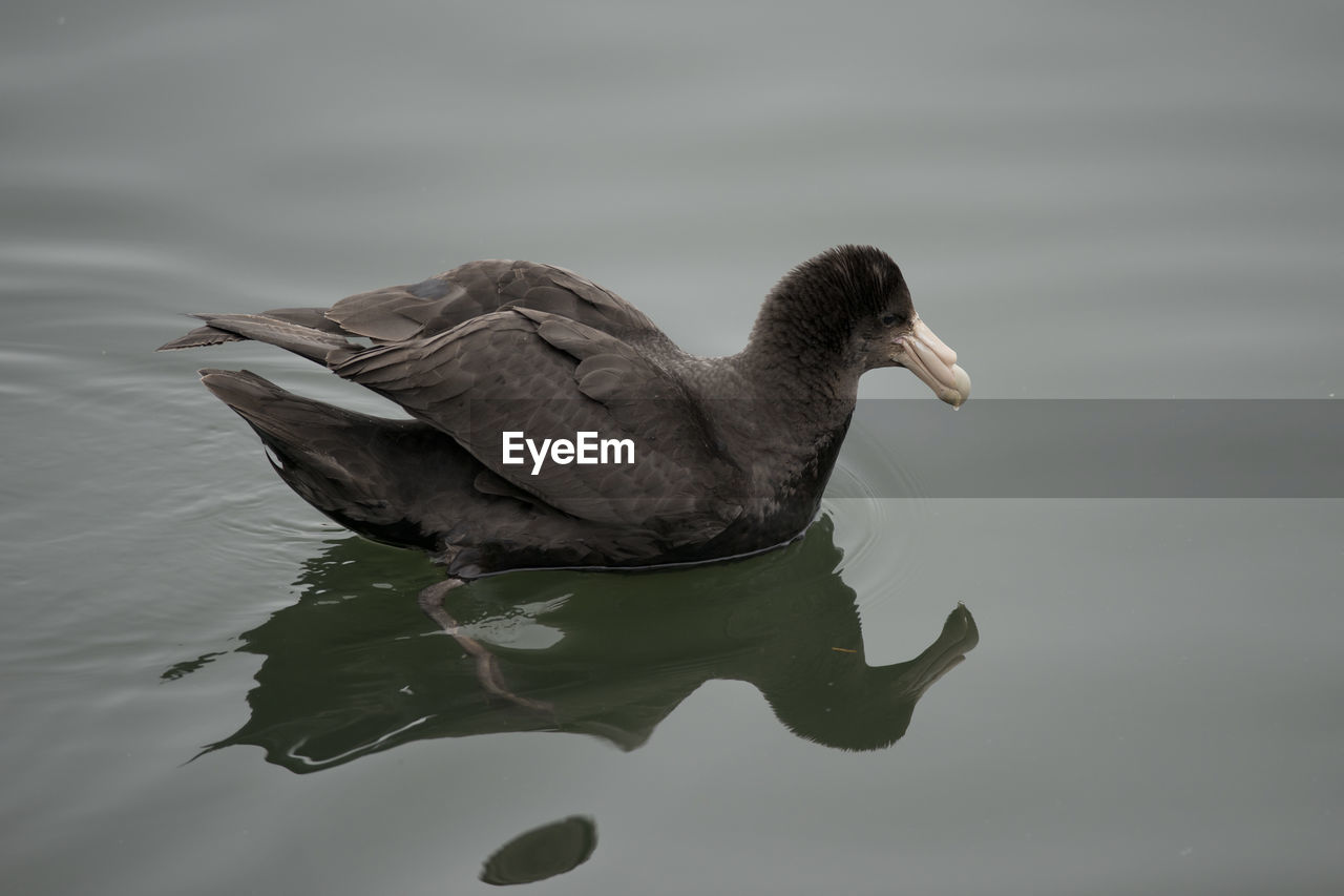 BIRD SWIMMING IN LAKE