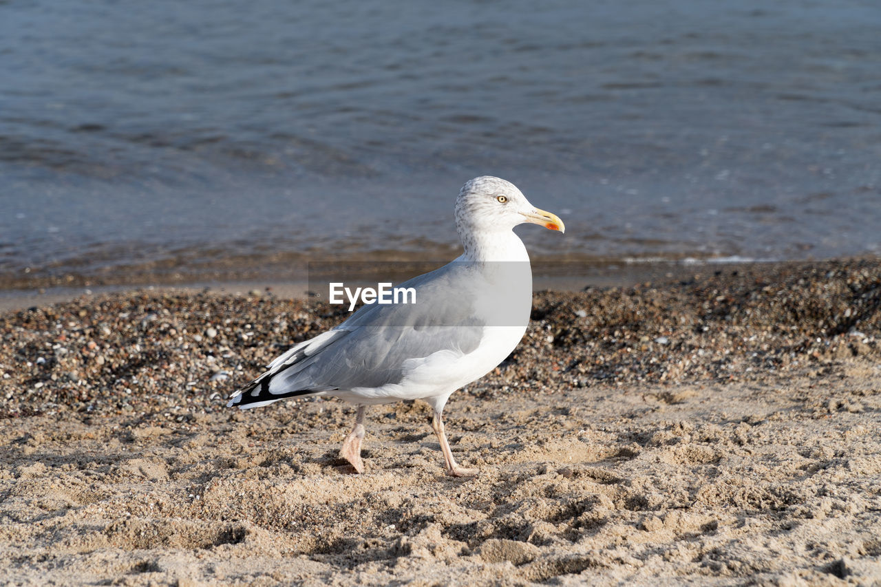 SEAGULL ON SAND