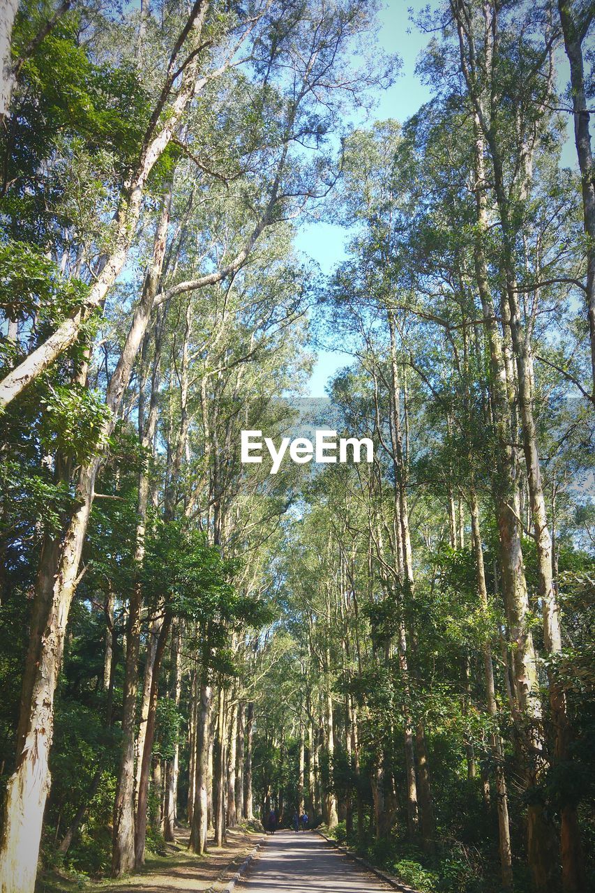 ROAD PASSING THROUGH TREES IN FOREST