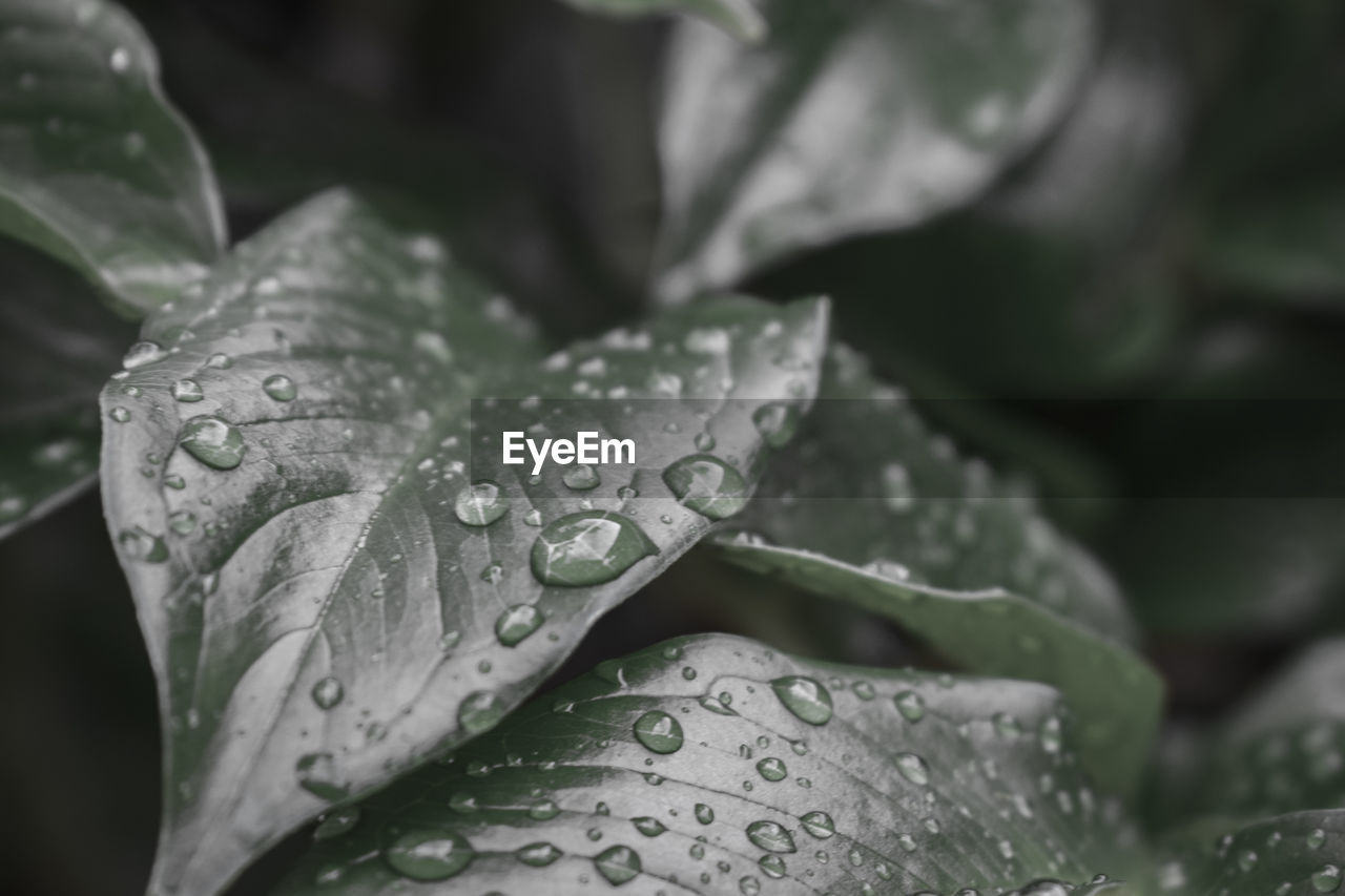 CLOSE-UP OF WATER DROPS ON LEAVES OF RAIN