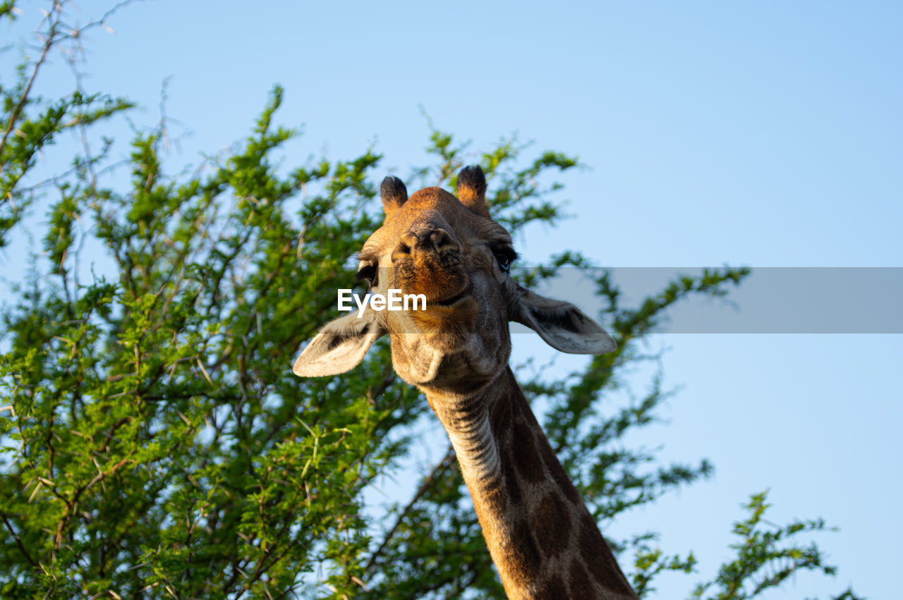 animal, animal themes, giraffe, tree, sky, one animal, animal wildlife, mammal, plant, nature, animal body part, low angle view, wildlife, no people, clear sky, blue, day, safari, outdoors, animal head, domestic animals, travel destinations