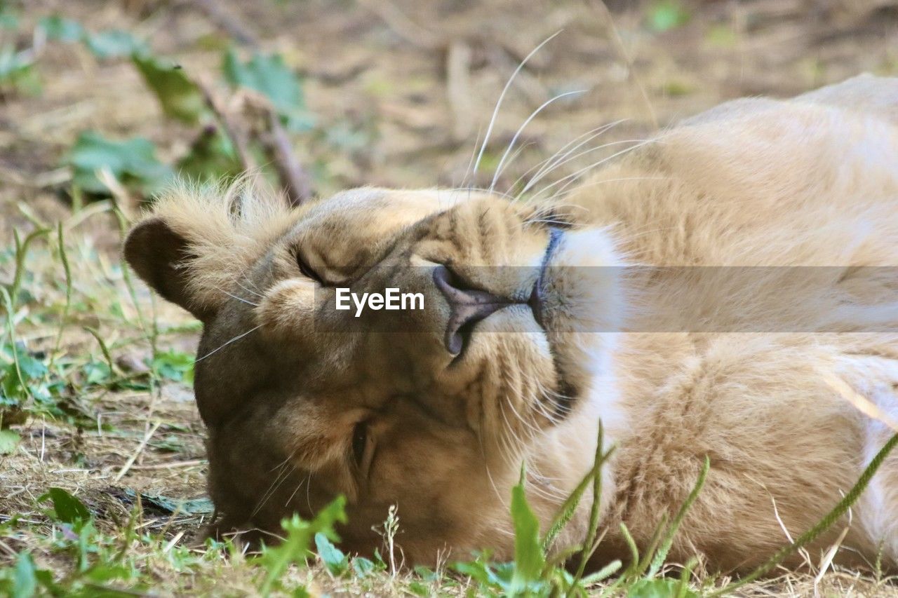 animal, animal themes, mammal, animal wildlife, feline, cat, wildlife, lion - feline, one animal, grass, felidae, no people, safari, relaxation, nature, plant, pet, big cat, domestic animals, masai lion, young animal, lying down, portrait, outdoors, carnivora, day, land, resting, lioness, field