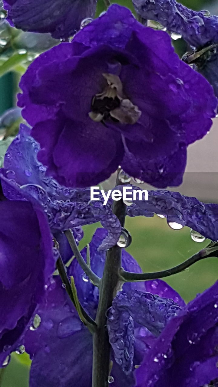 CLOSE-UP OF PURPLE IRIS FLOWERS