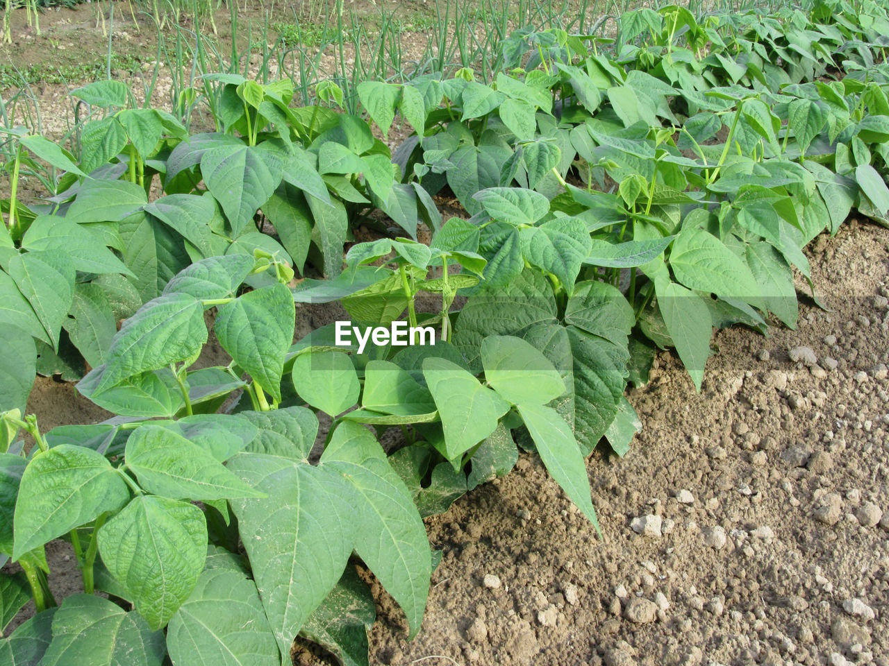 PLANTS GROWING ON FIELD