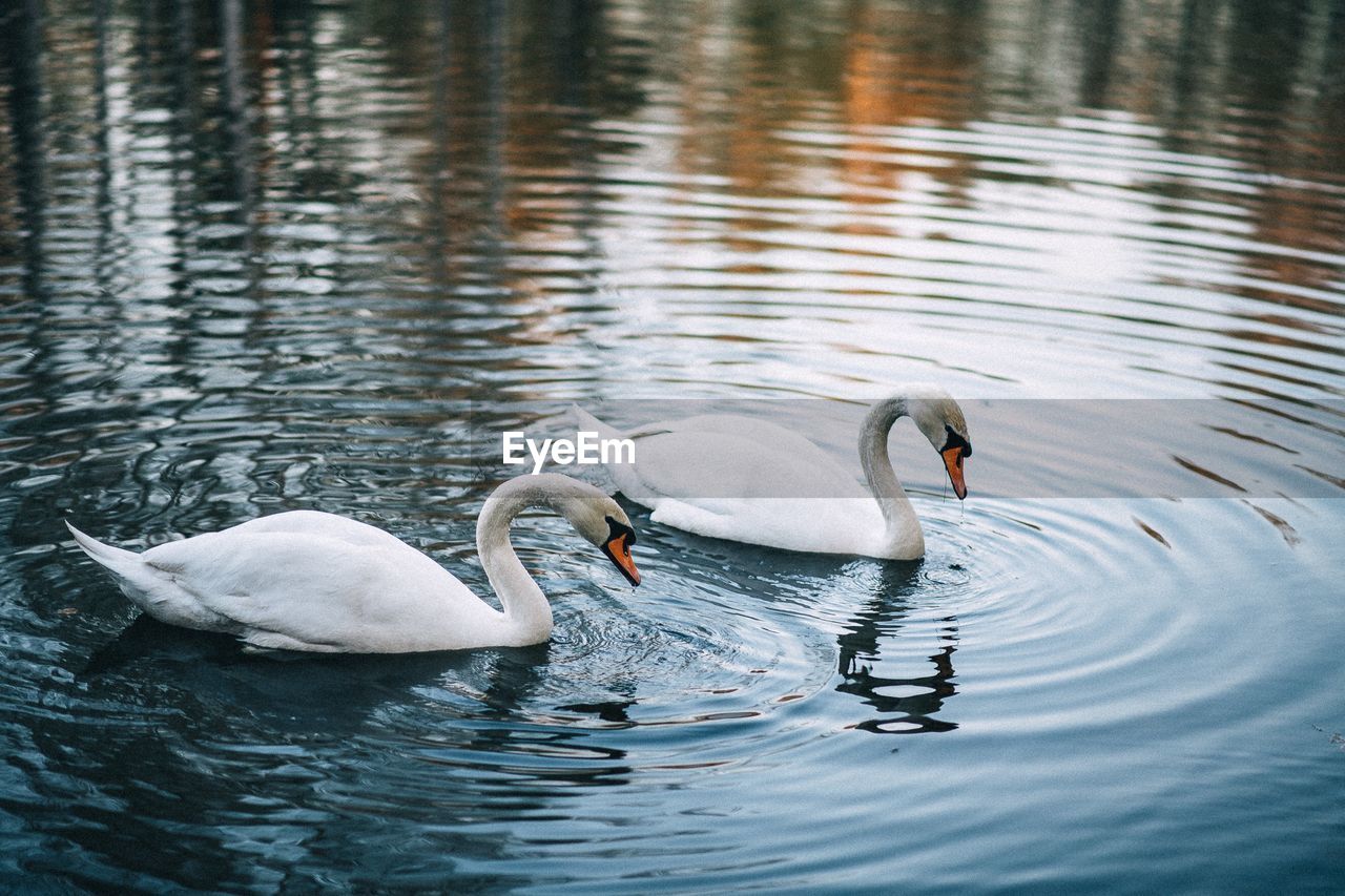 Swans swimming in lake