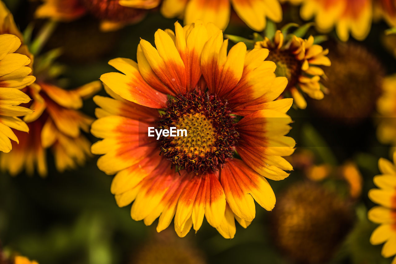 Close-up of yellow flowering plant