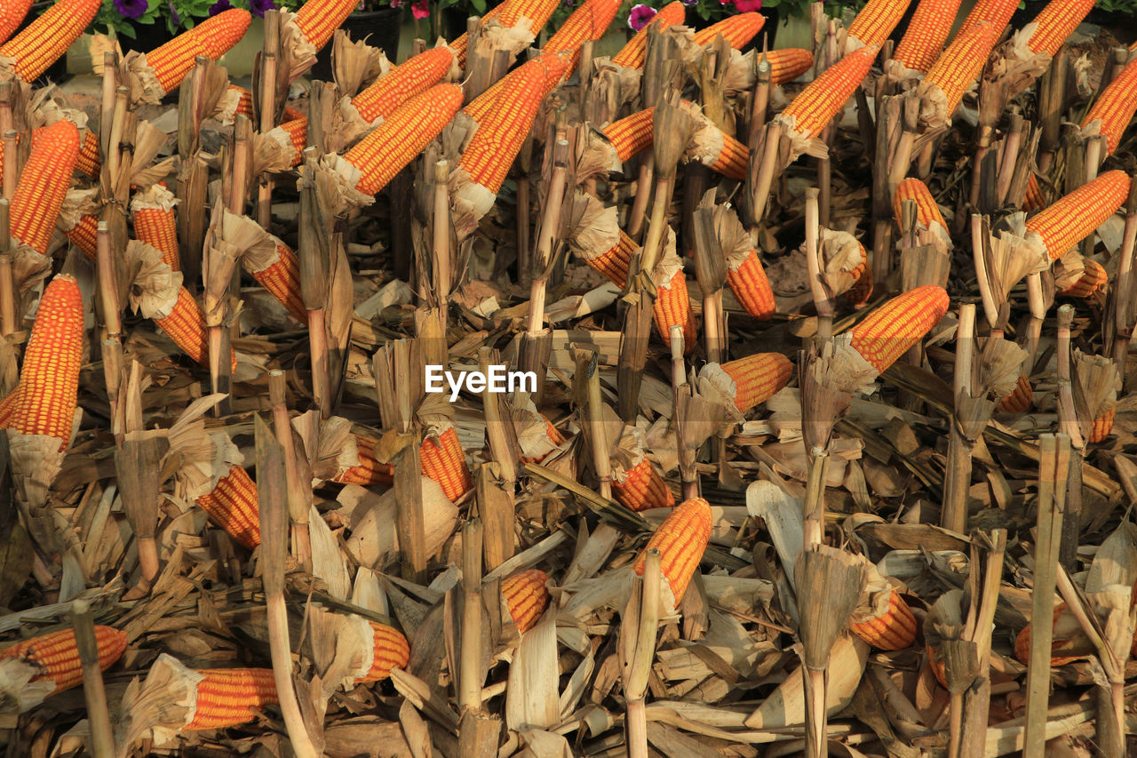 High angle view of dry corn for sale in market