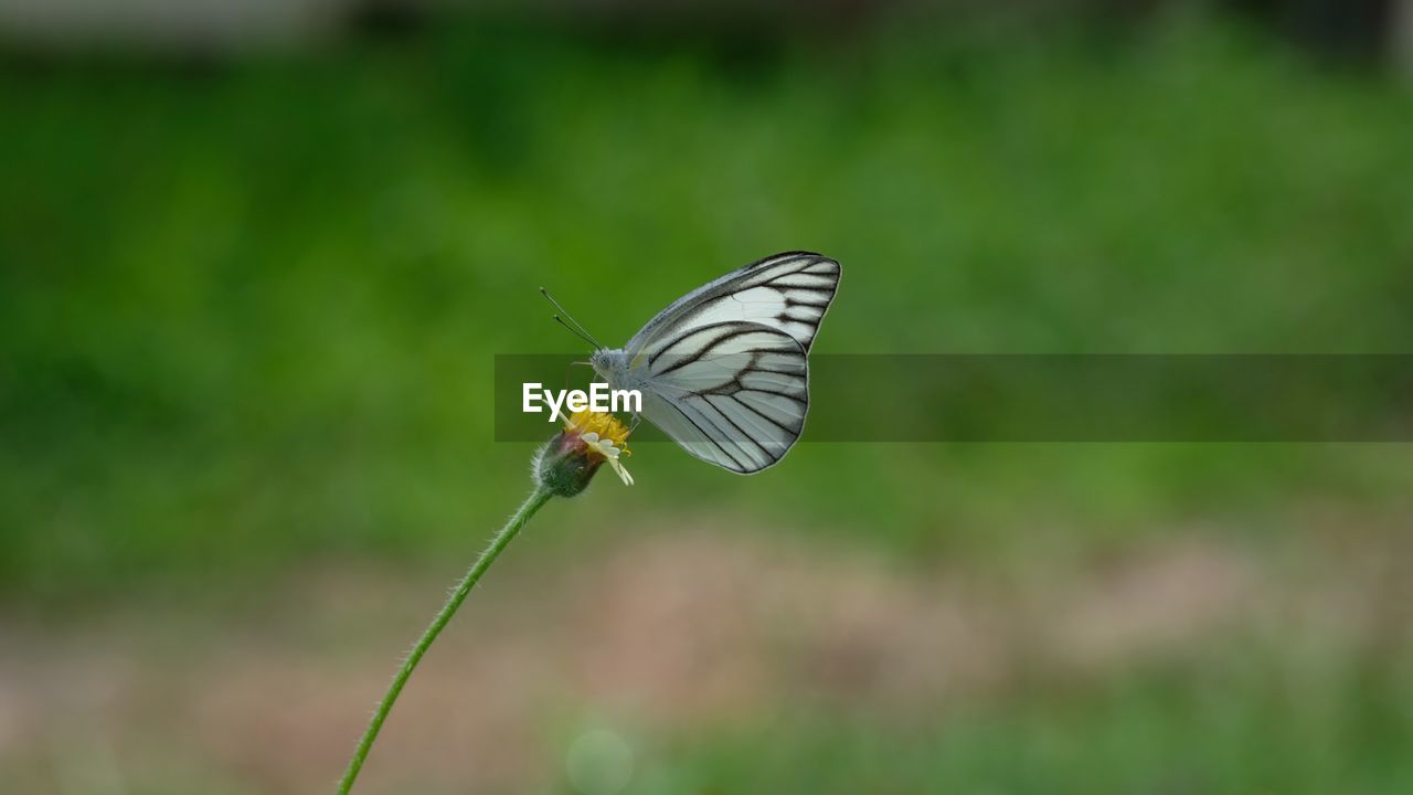 CLOSE-UP OF BUTTERFLY ON FLOWER