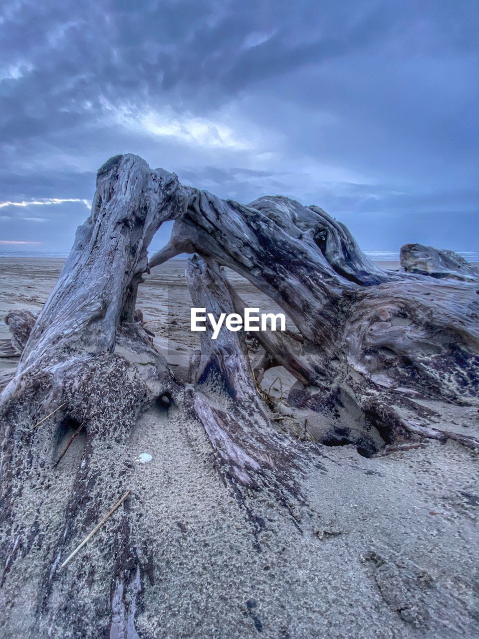 SCENIC VIEW OF DRIFTWOOD ON BEACH