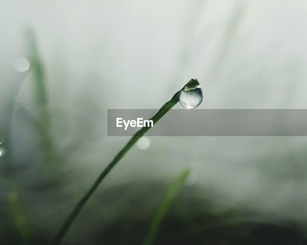 Close-up of raindrops on leaf