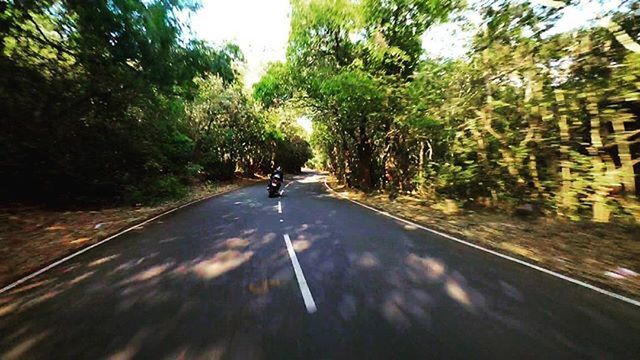 VIEW OF ROAD ALONG TREES