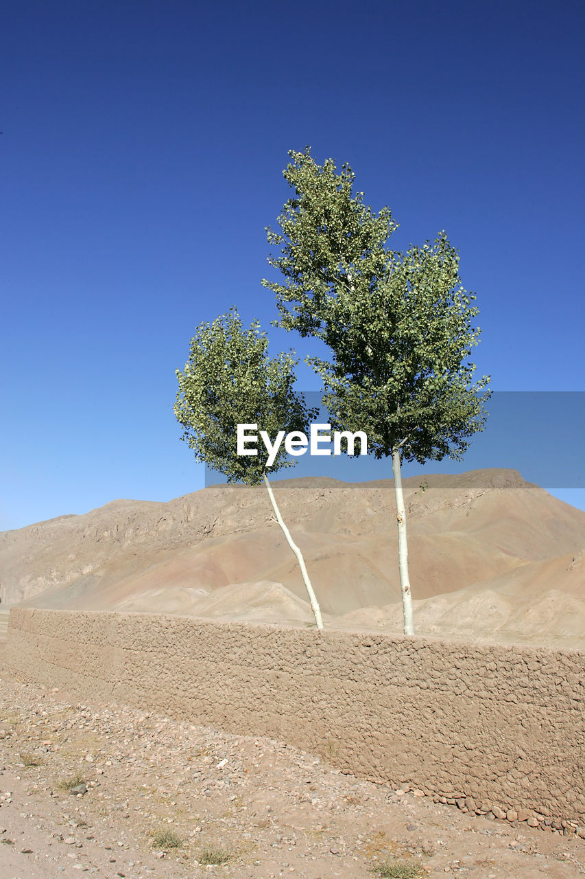 Tree on desert against clear blue sky