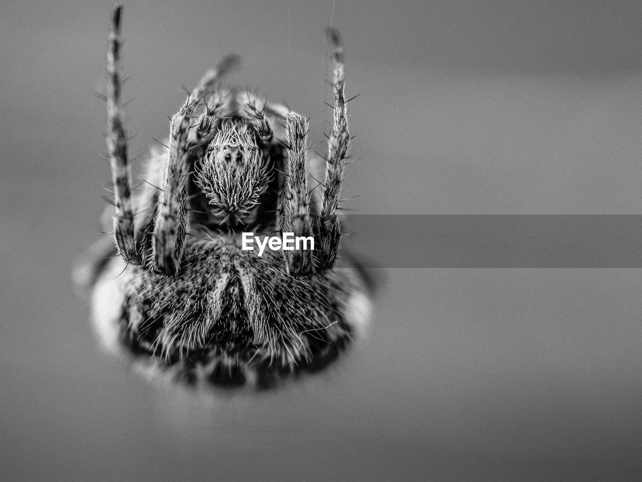 Close-up of spider