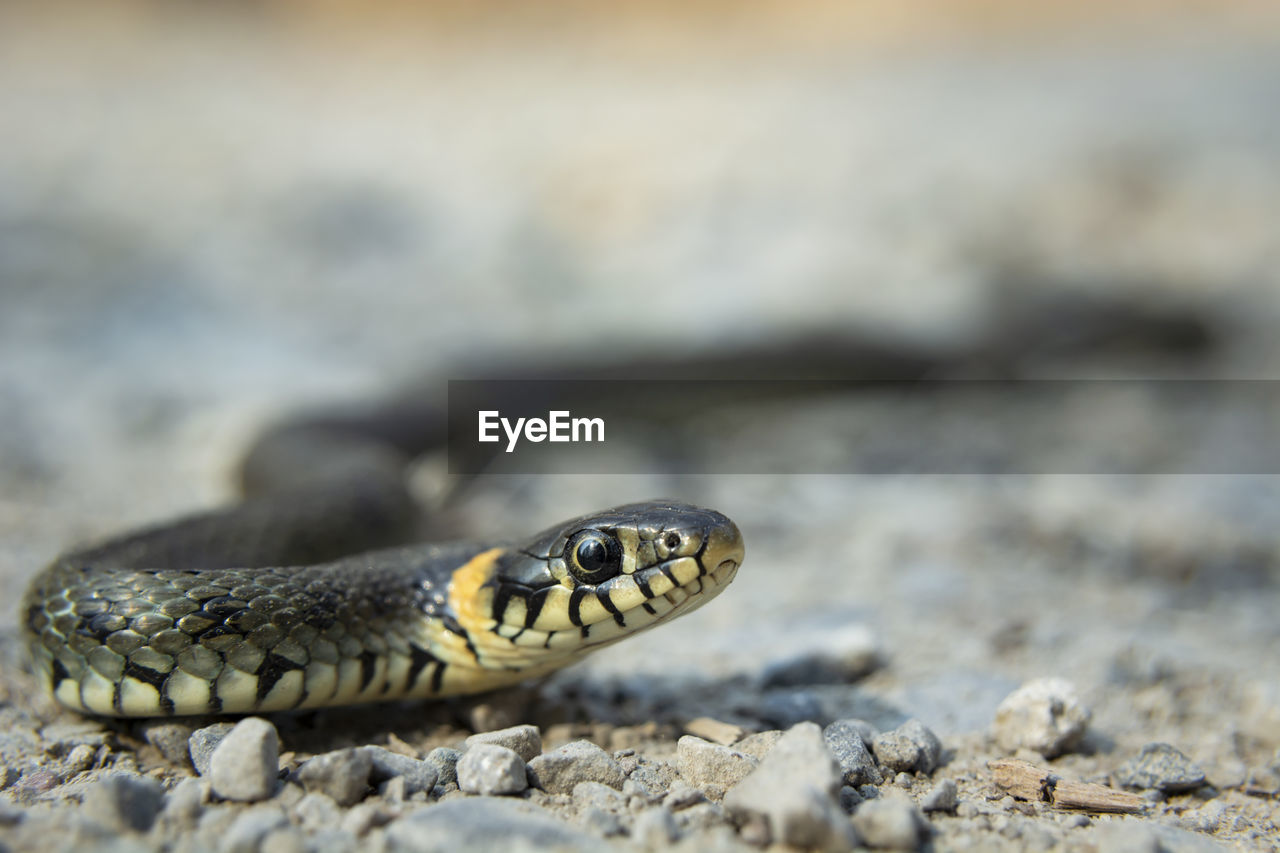 Close-up of a beautiful grass snake