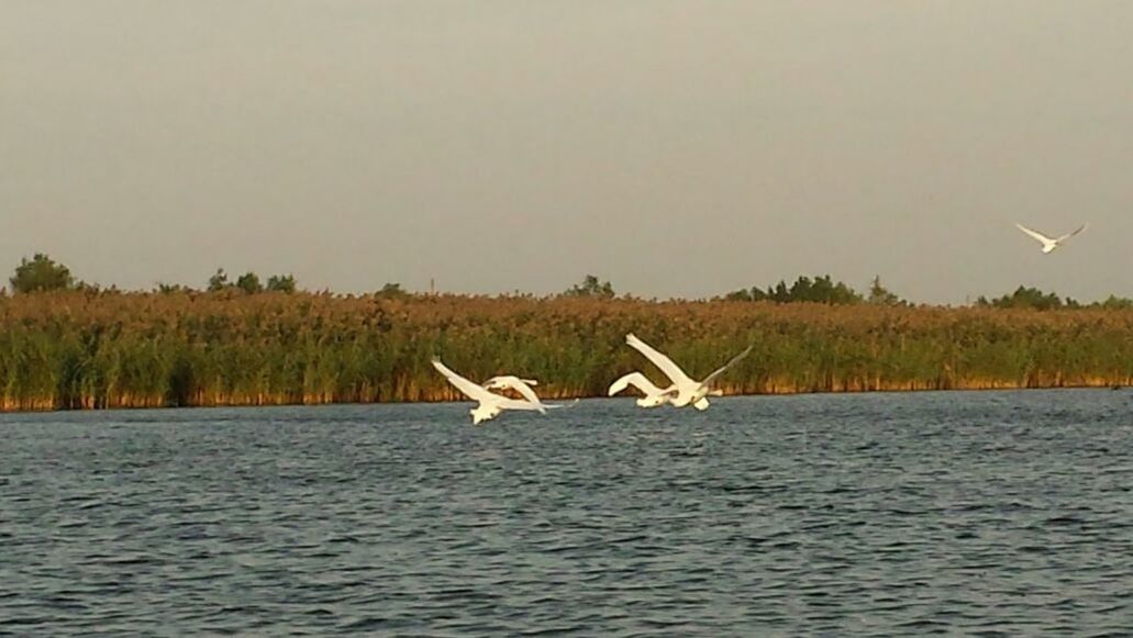 BIRDS FLYING OVER LAKE