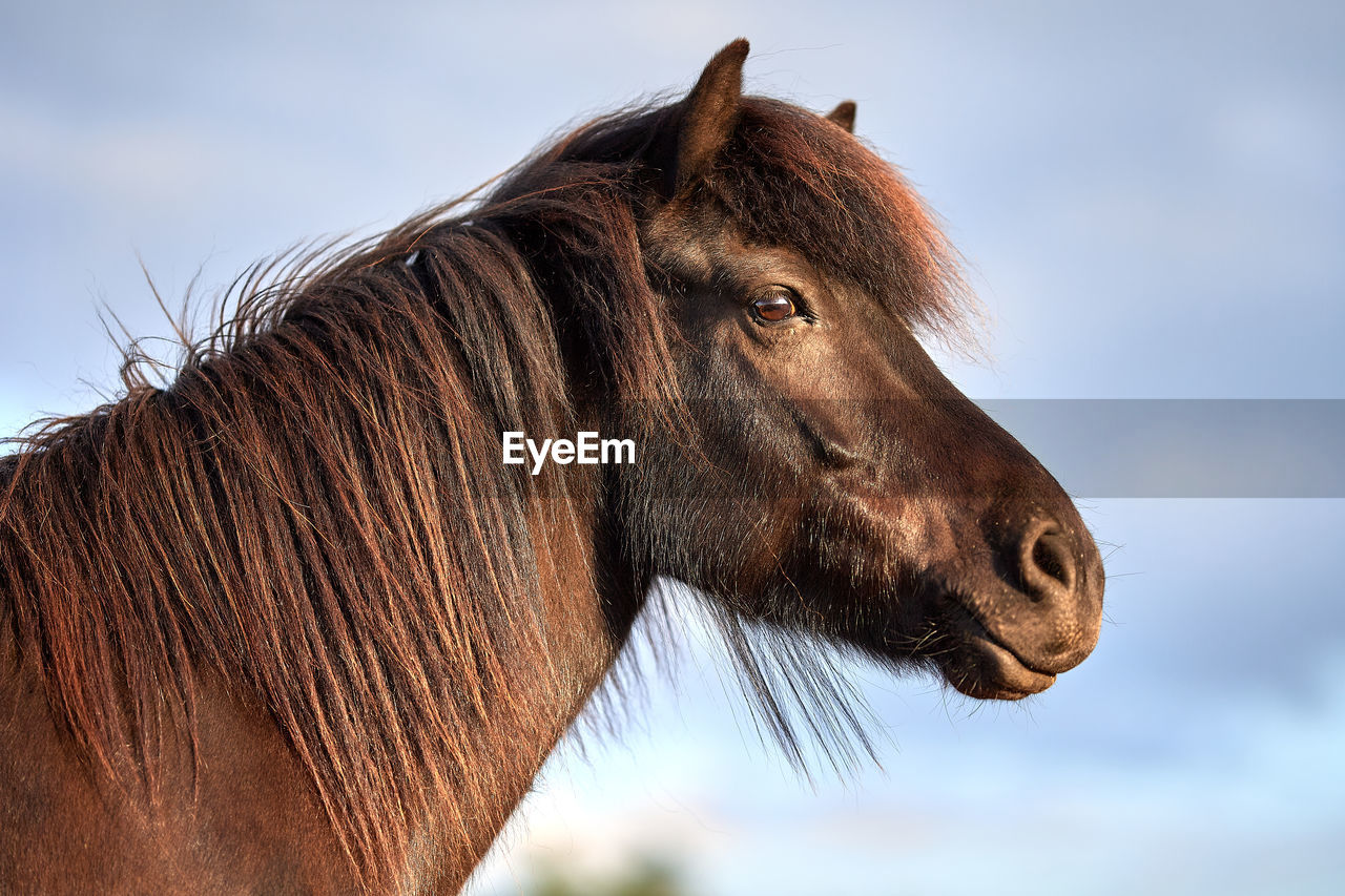 CLOSE-UP OF A HORSE EYE