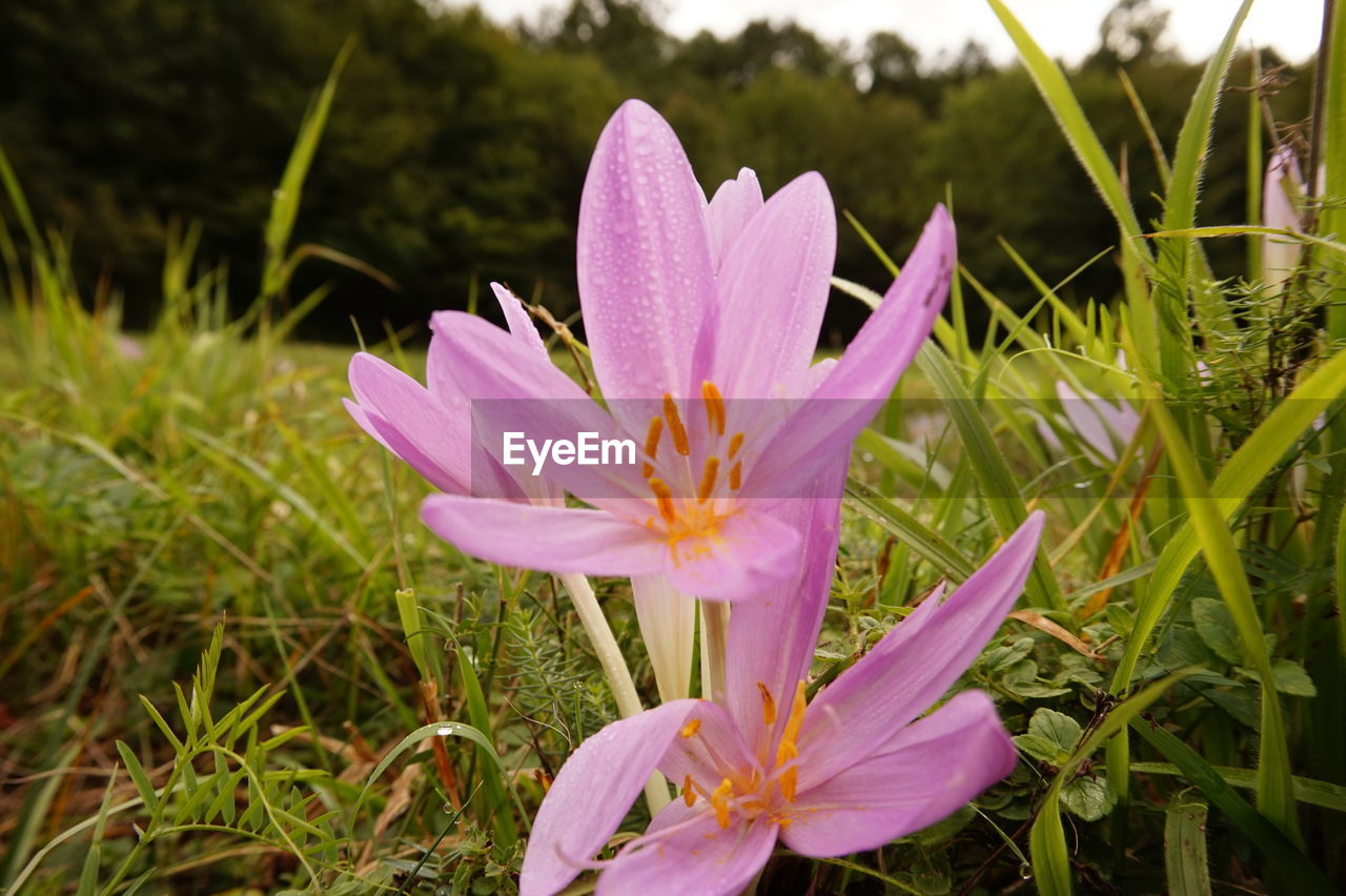 CLOSE-UP OF PINK IRIS FLOWER ON FIELD