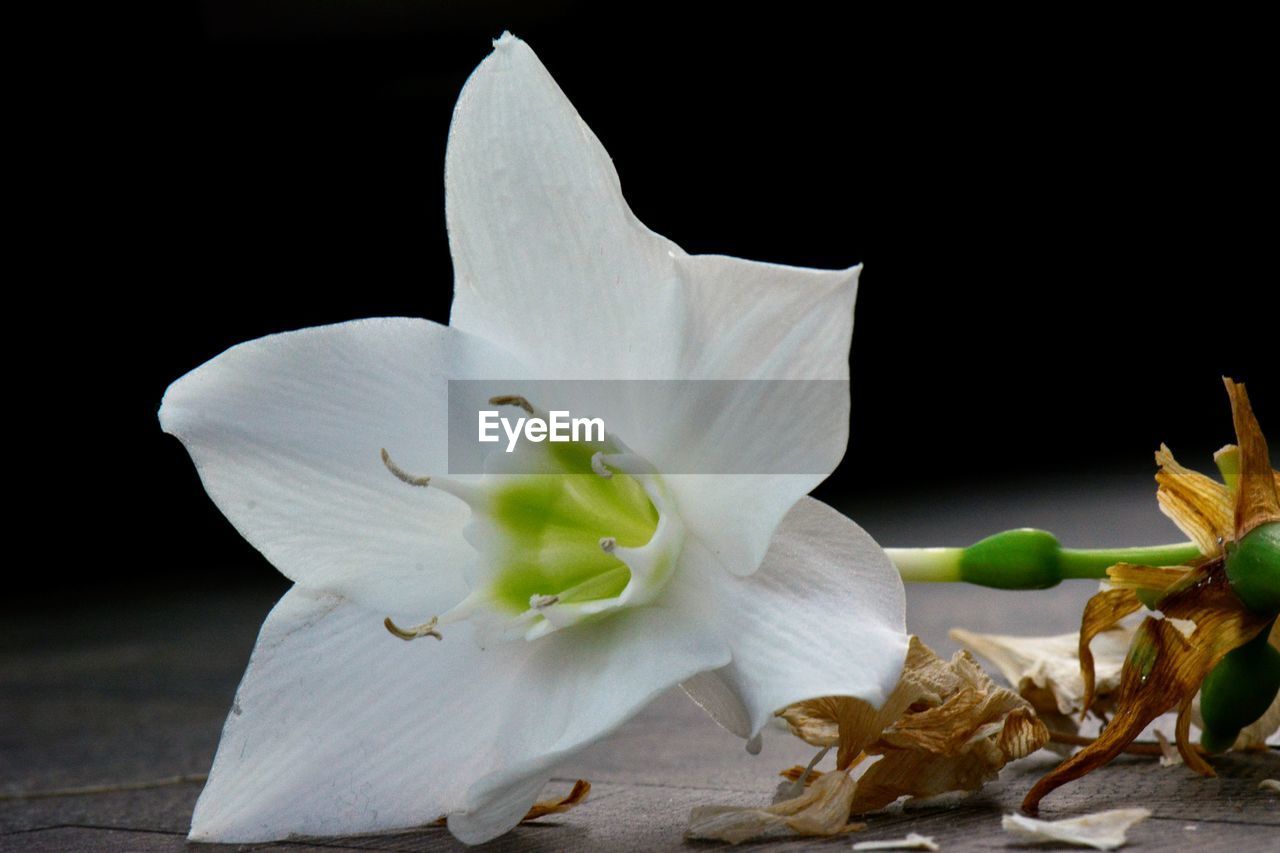 CLOSE UP OF FLOWER