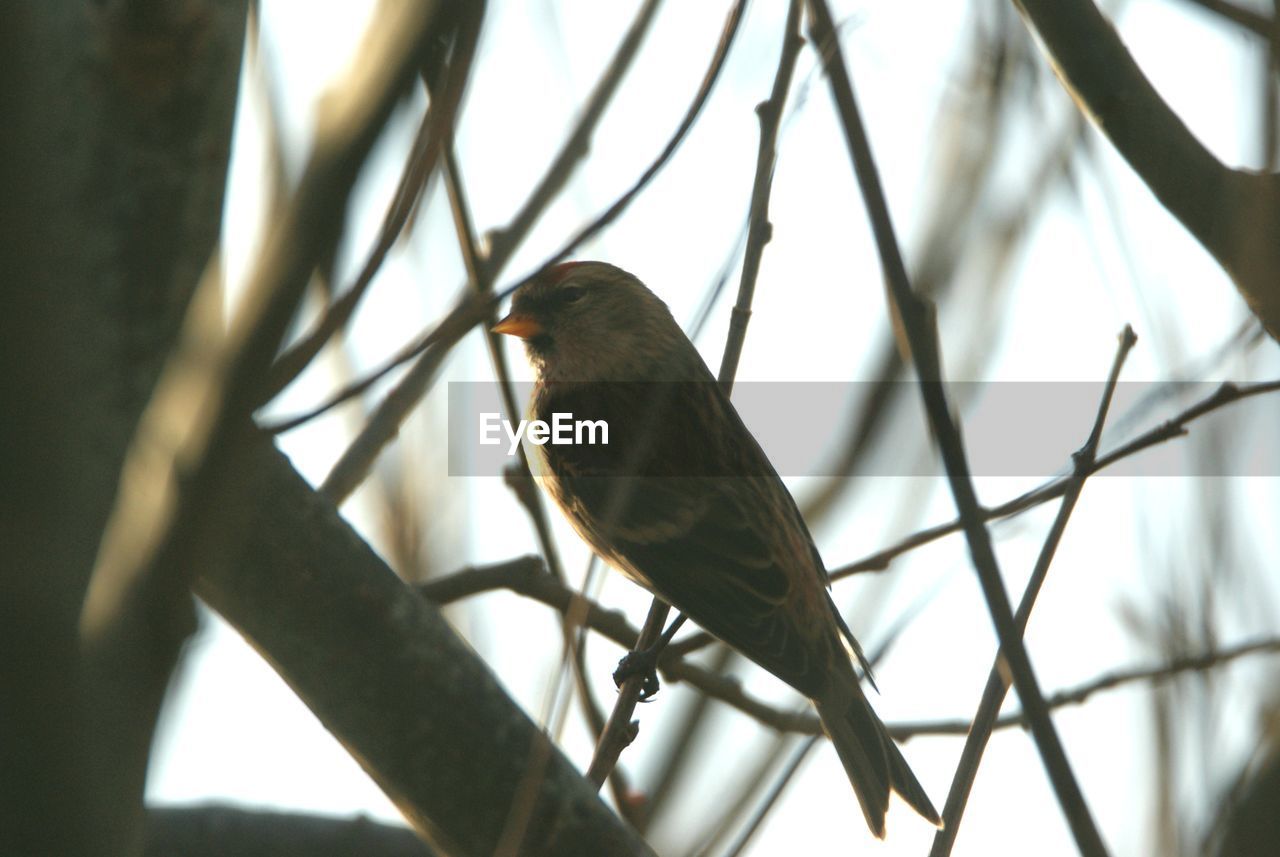 CLOSE-UP OF BIRD PERCHING ON BRANCH