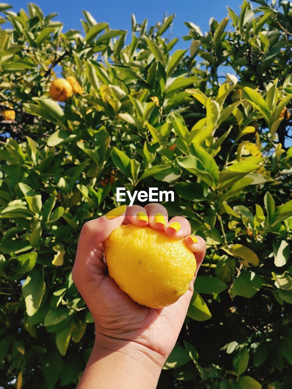 Midsection of person holding lemon on next to a lemon tree