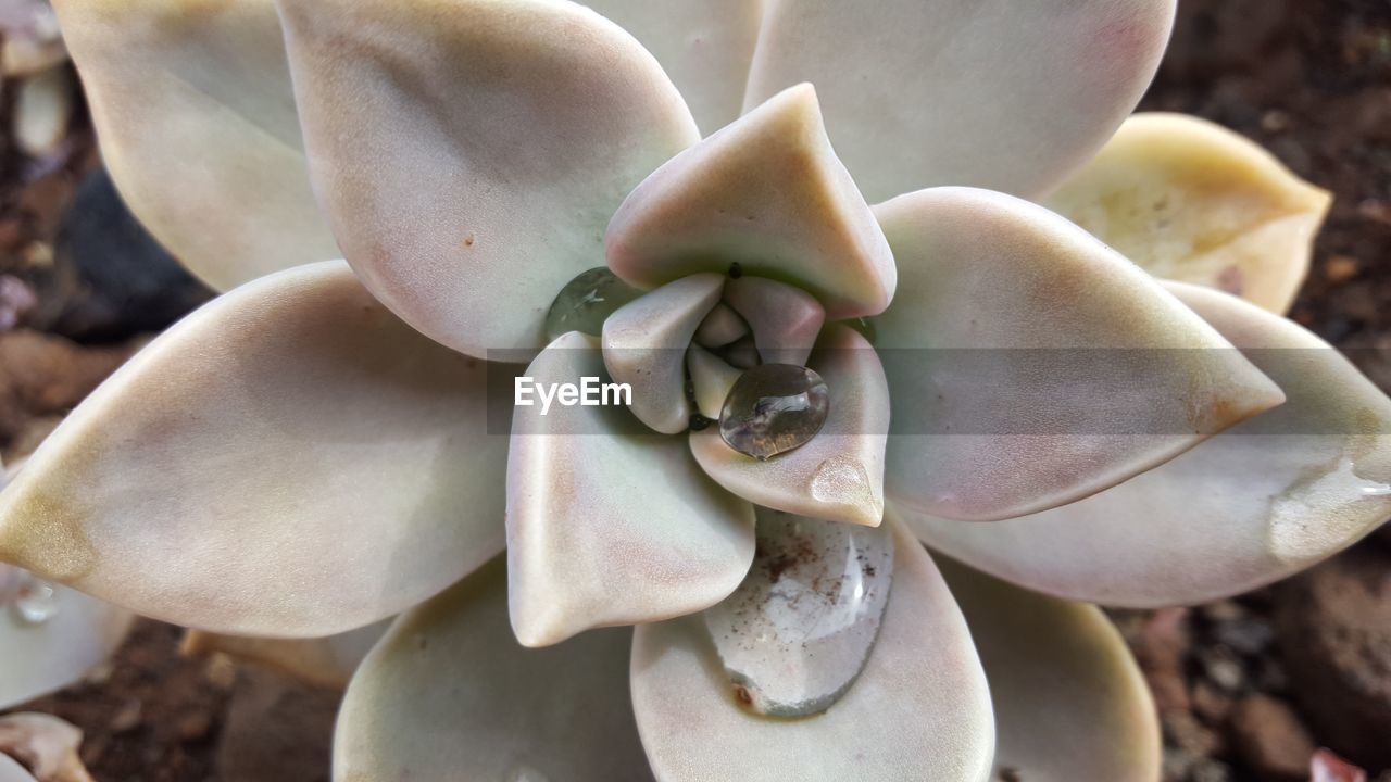 CLOSE-UP OF WHITE SUCCULENT PLANT