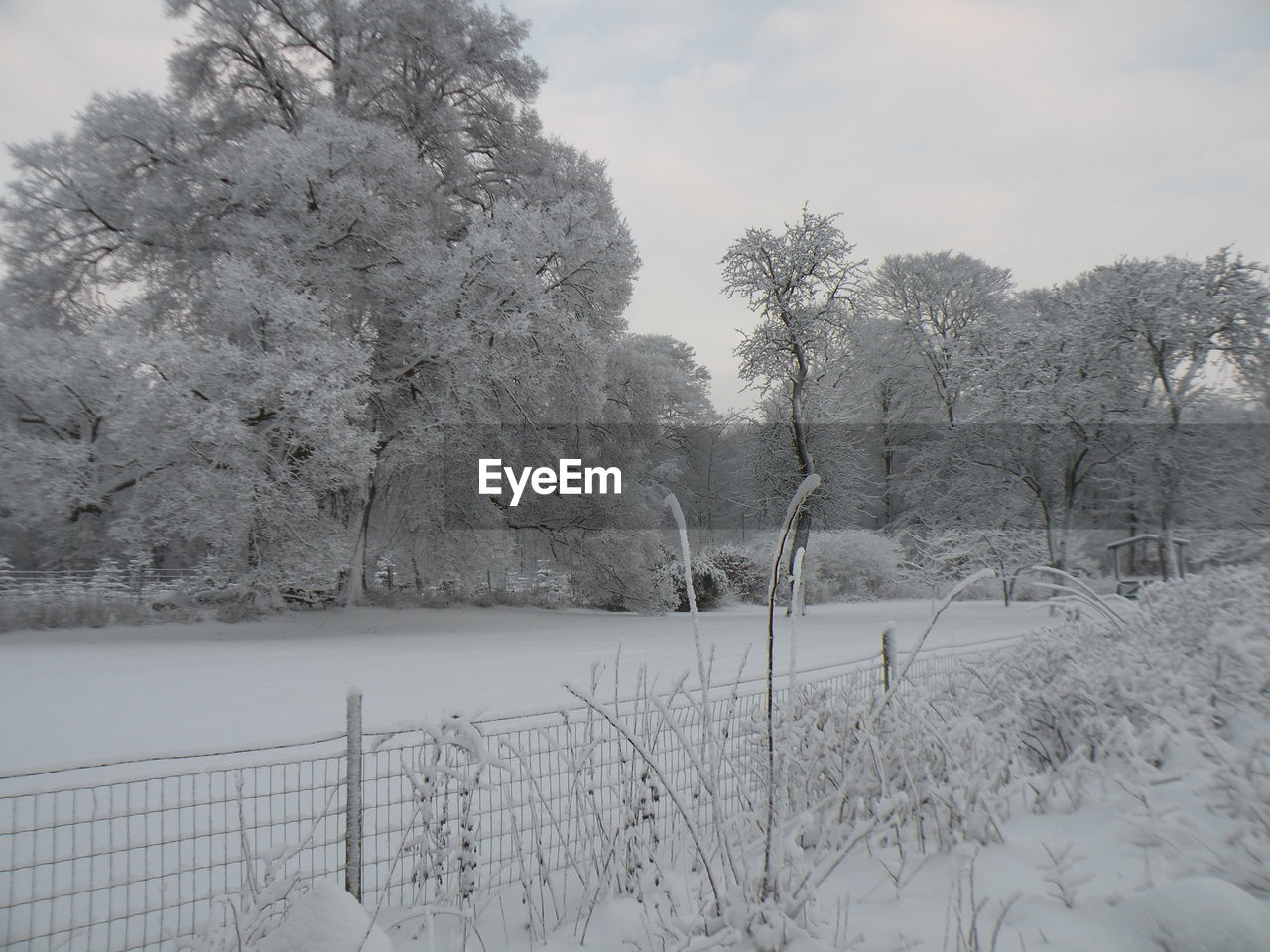 SNOW COVERED TREES AGAINST SKY