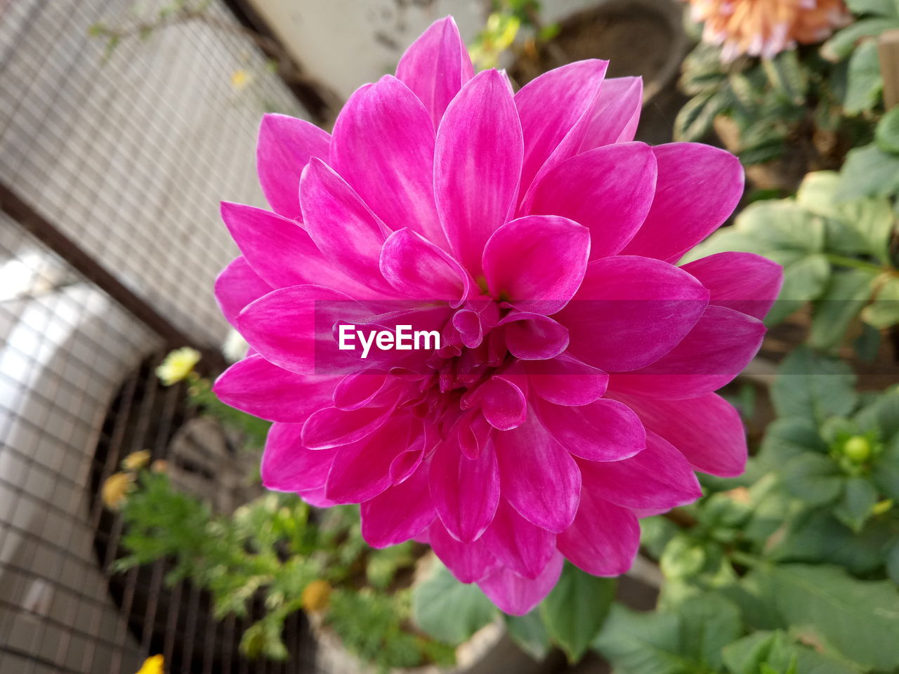 CLOSE-UP OF BLOOMING OUTDOORS