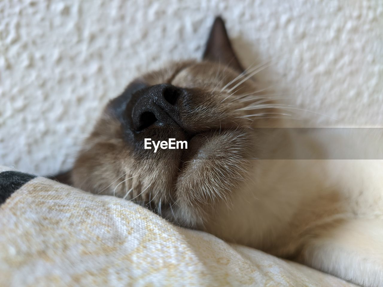 CLOSE-UP OF A SLEEPING CAT