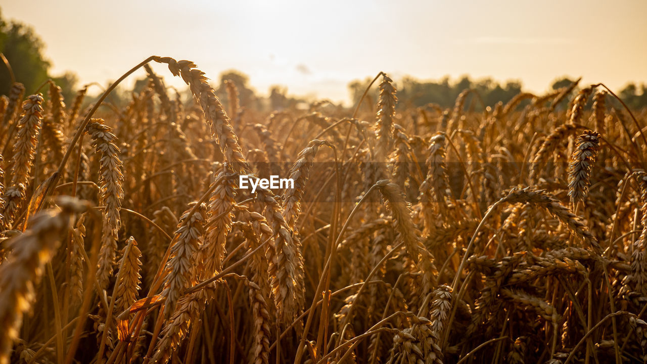 Close-up of wheat field against sky