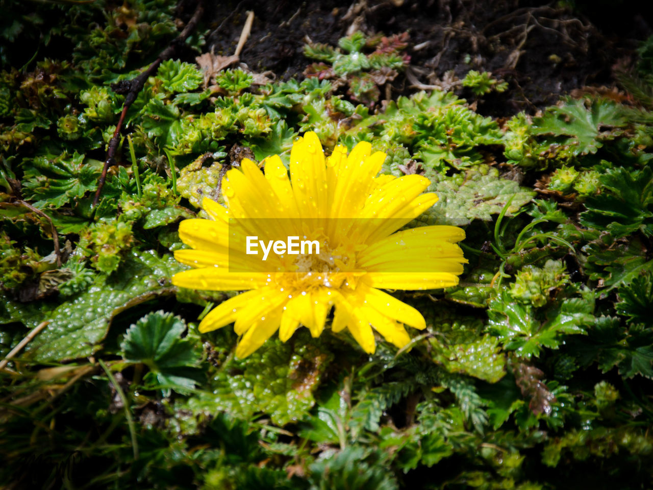 CLOSE-UP OF YELLOW FLOWERS