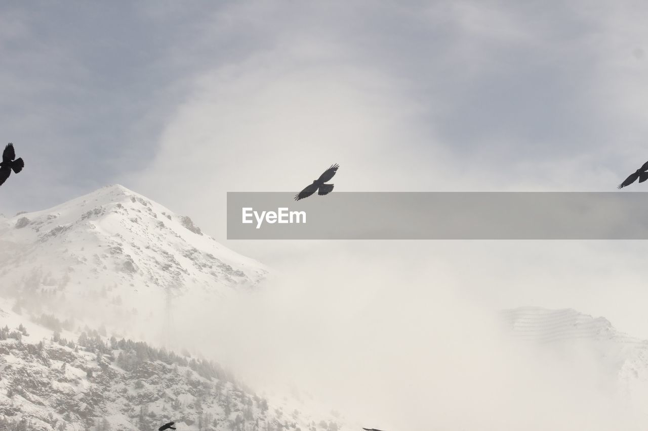 BIRD FLYING OVER SNOW COVERED MOUNTAIN