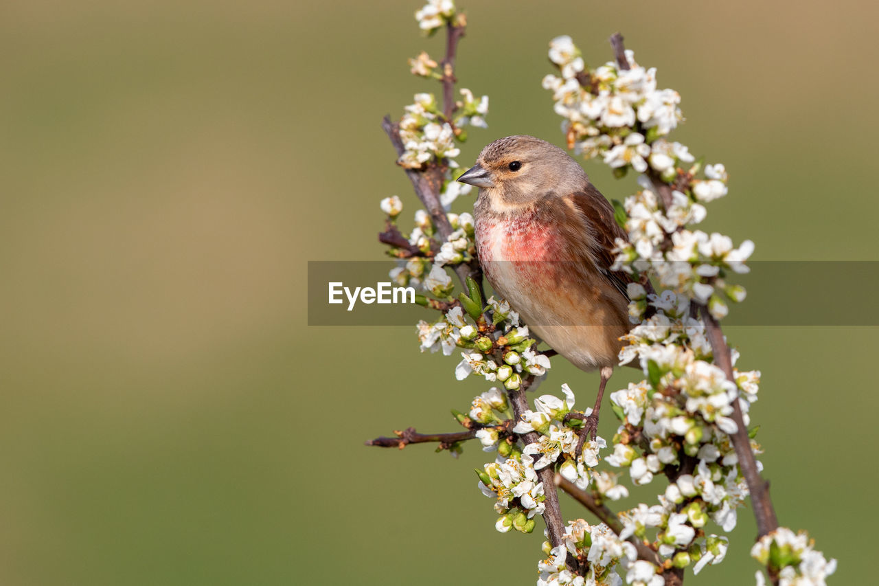 CLOSE-UP OF BIRD ON CHERRY BLOSSOM
