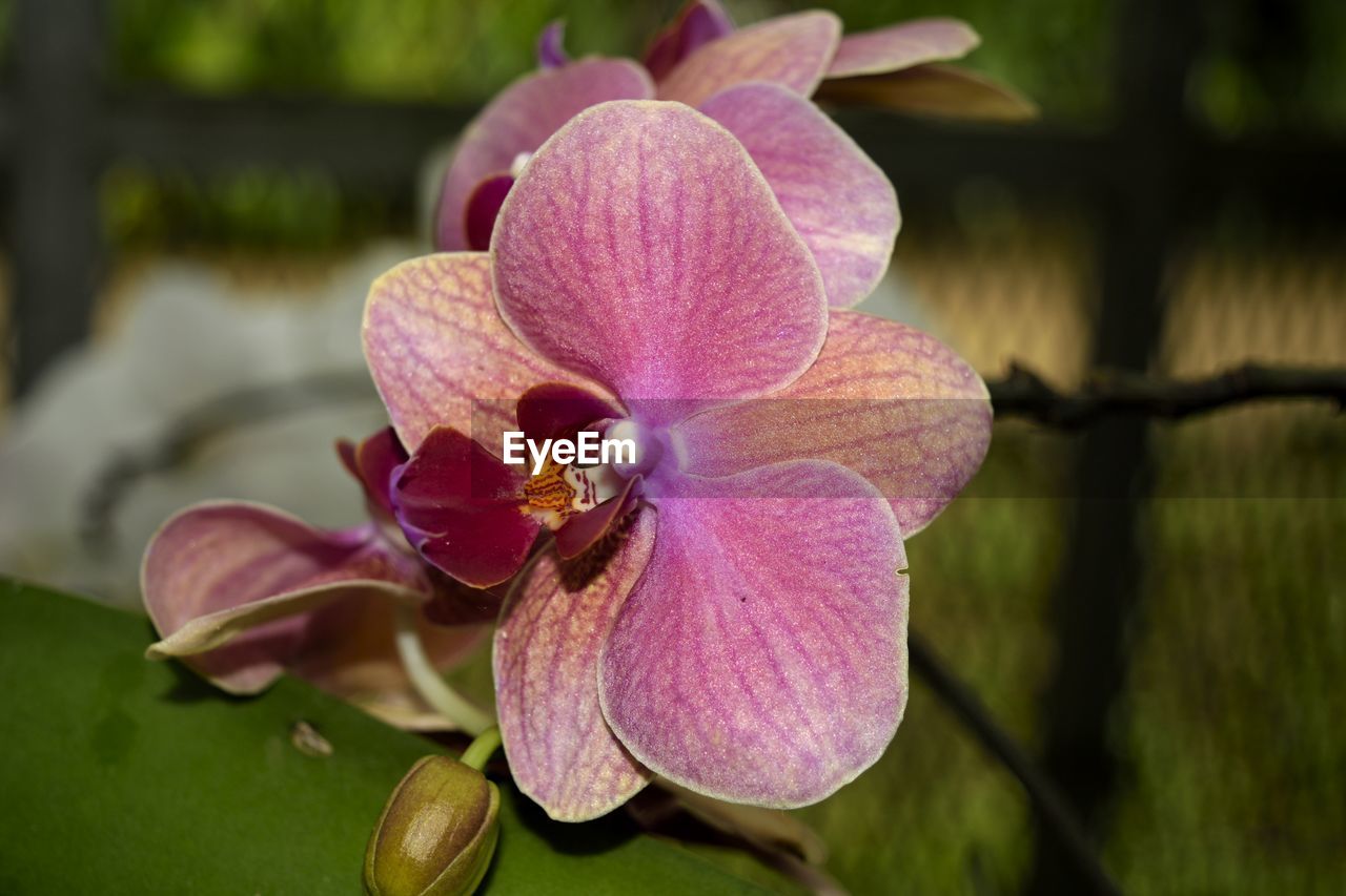 CLOSE-UP OF PINK ORCHIDS ON PLANT