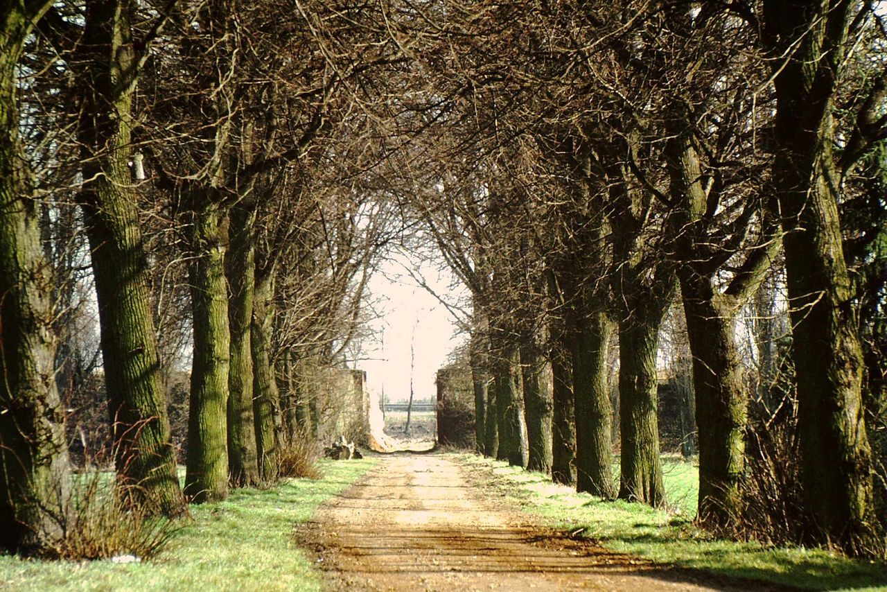 PATHWAY ALONG TREES