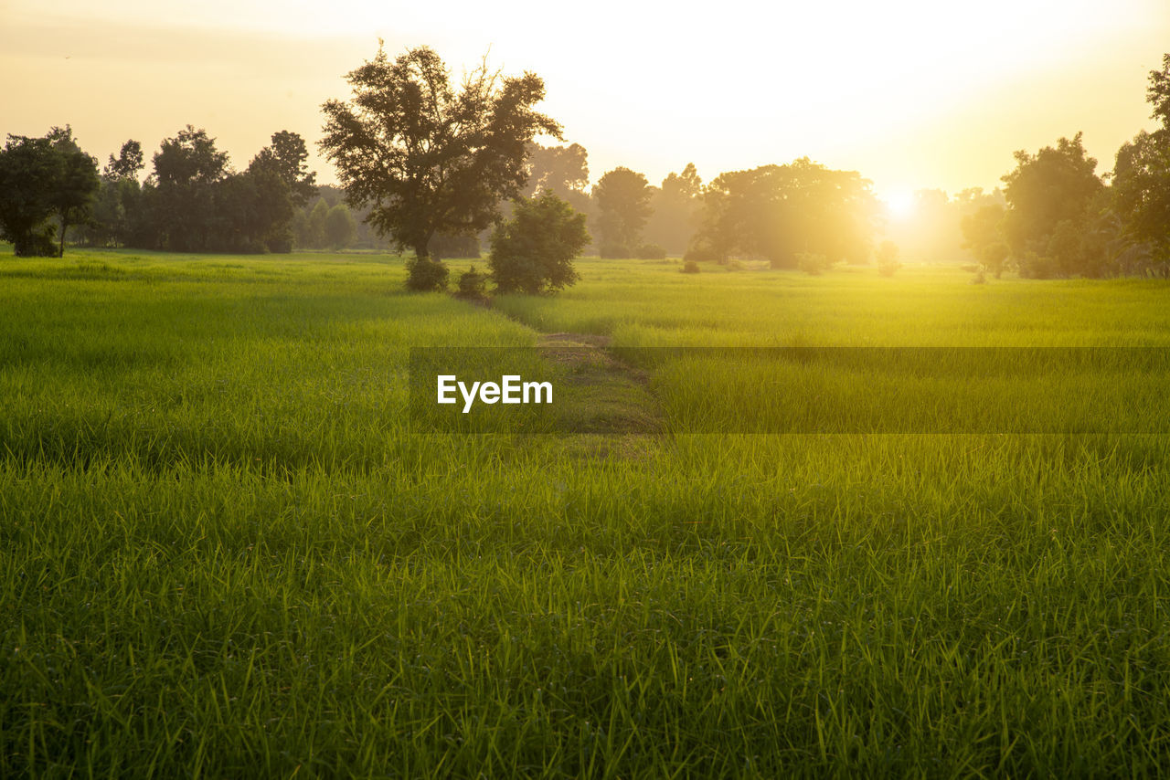 Landscape of rice fields, planting season, with the sunrise in the morning.