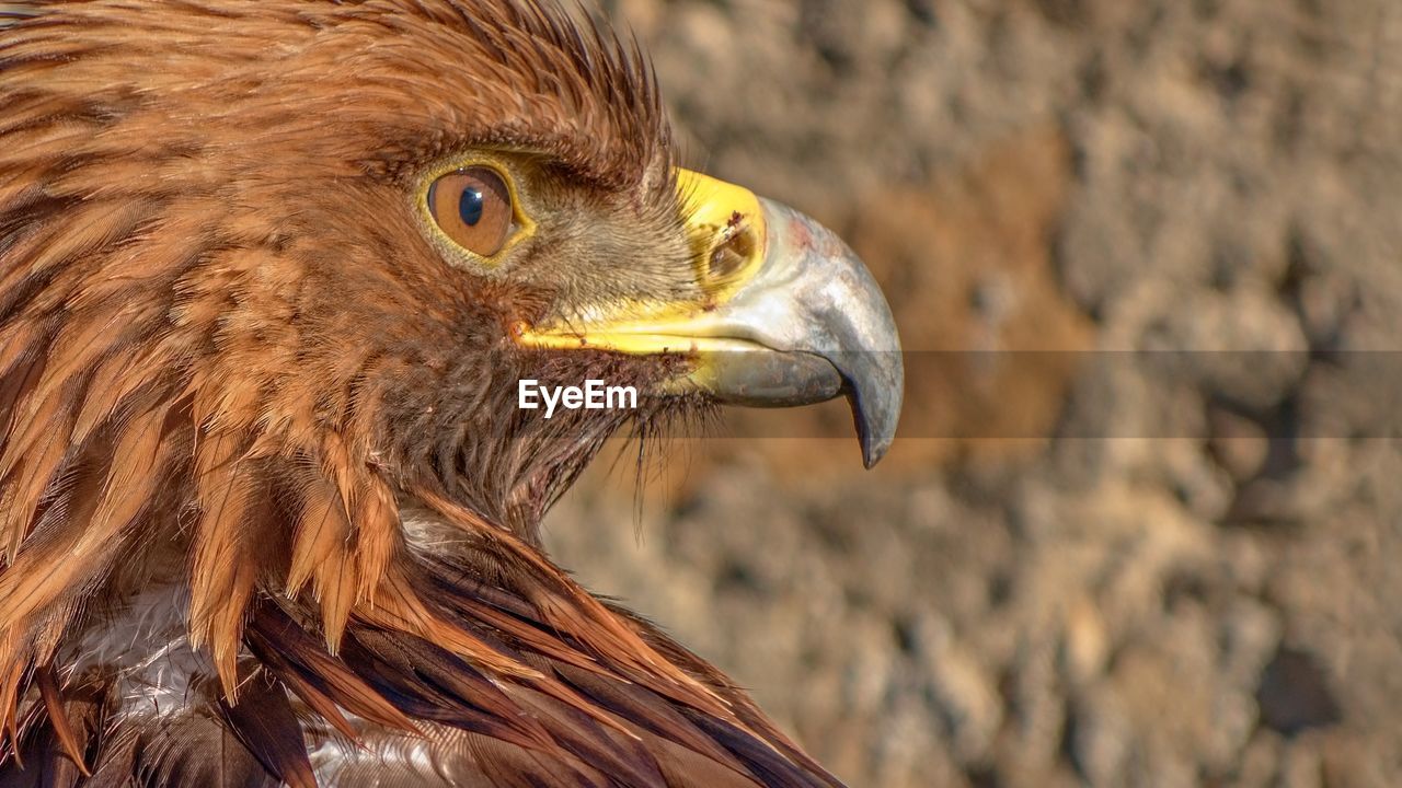 Close-up of golden eagle against rock