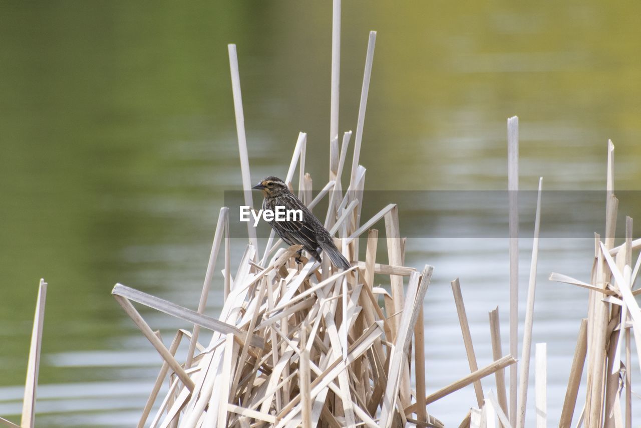 Close-up of bird perching at the  lake