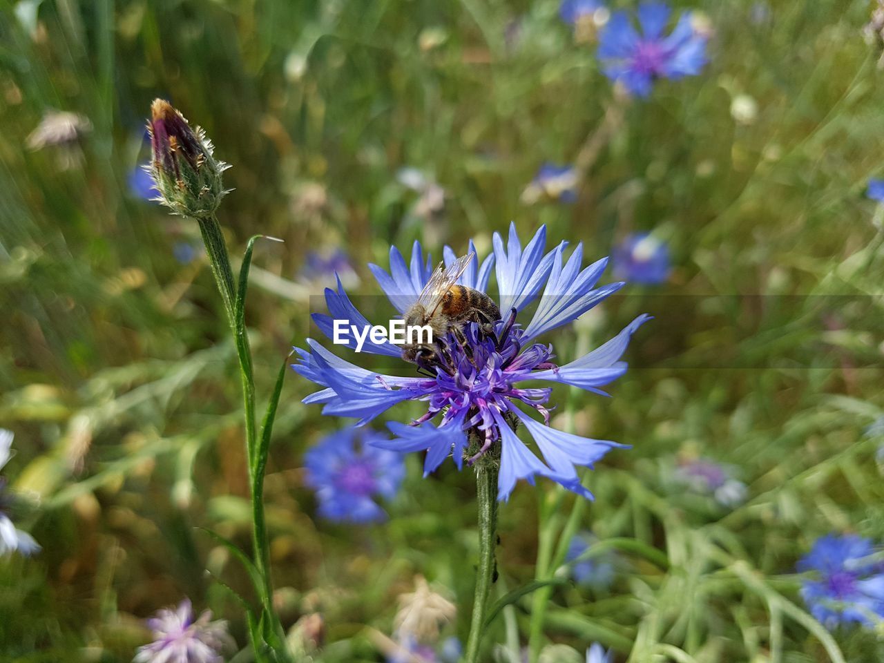 CLOSE-UP OF PURPLE FLOWER BLOOMING OUTDOORS