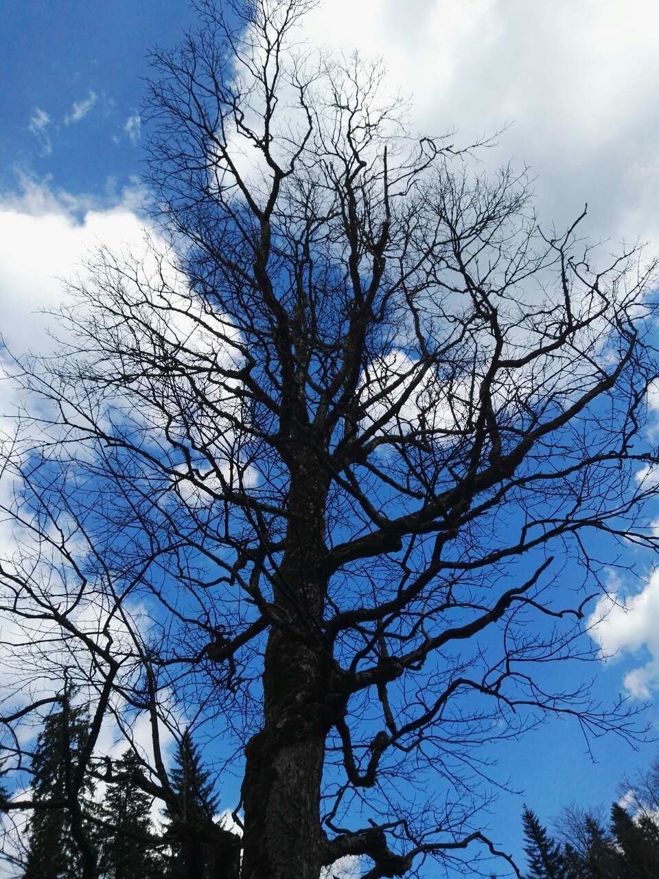 CLOSE-UP LOW ANGLE VIEW OF BARE TREE AGAINST SKY