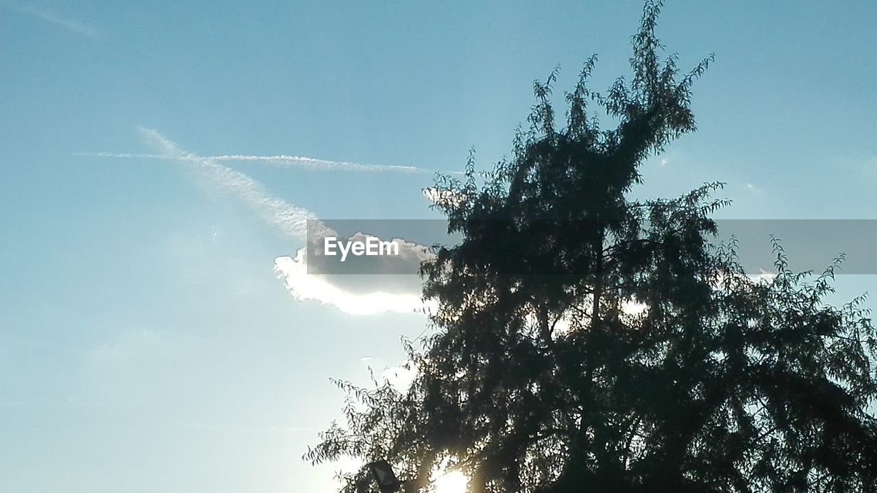 SILHOUETTE OF TREES AGAINST SKY