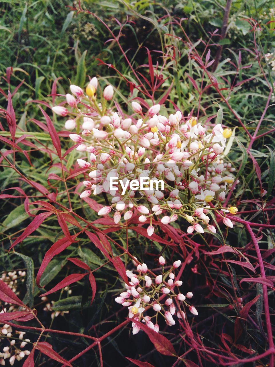 CLOSE-UP OF FLOWERS BLOOMING