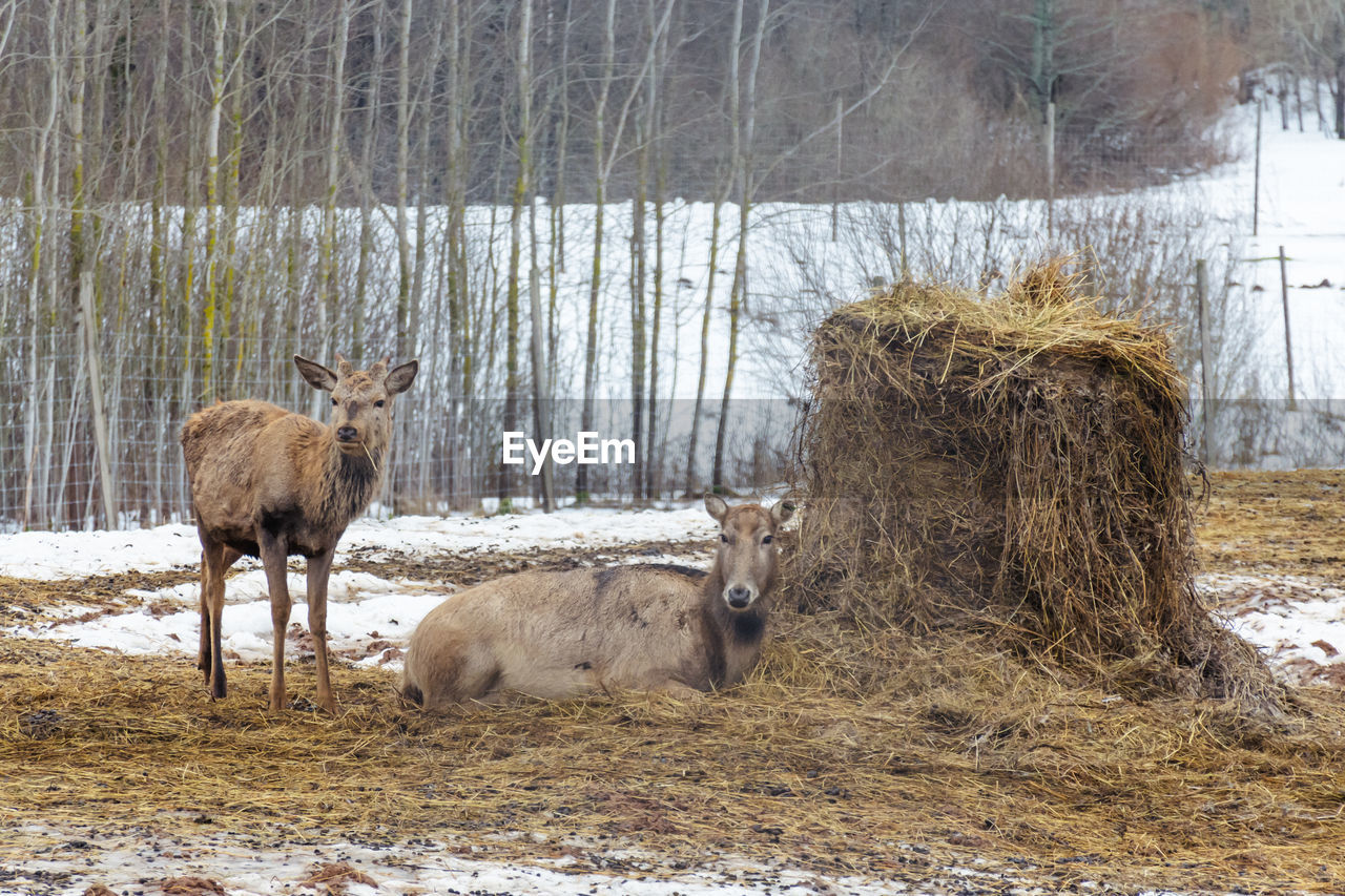 Beautiful young couple of pere david's and red deer resting near a bale of hay in a field with snow
