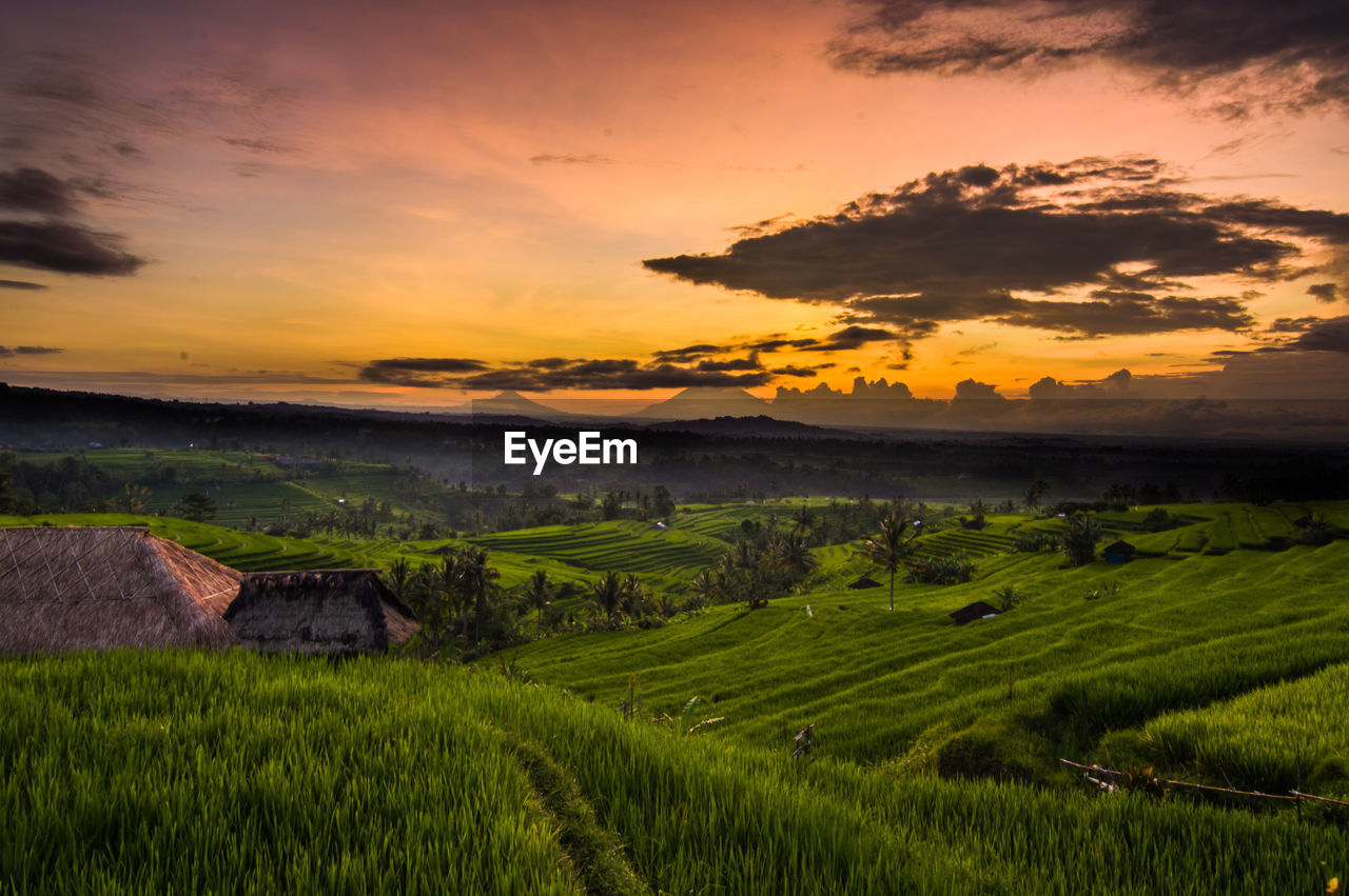 Scenic view of agricultural field against sky during sunset