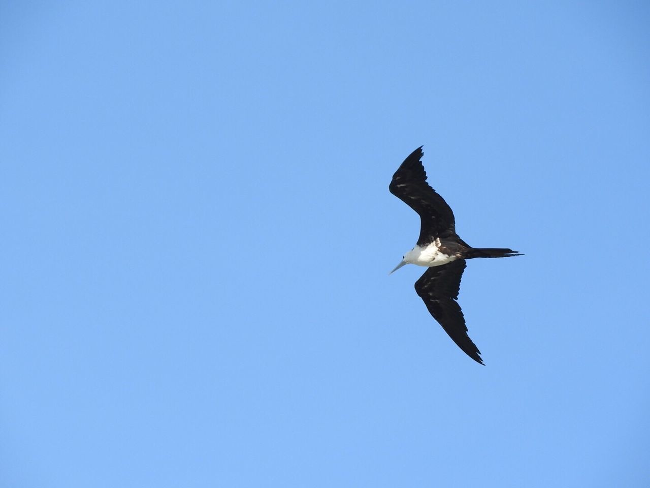 Low angle view of bird flying in clear blue sky
